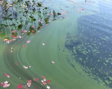 A bright green cyanobacteria bloom. (photo © NH DES)