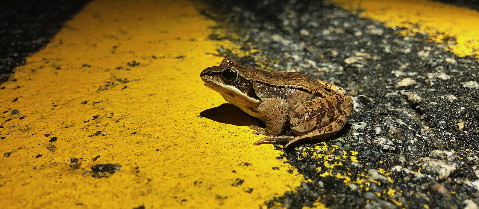 A spotted salamander makes its way across North Lincoln Street in Keene. (photo © Brett Amy Thelen)