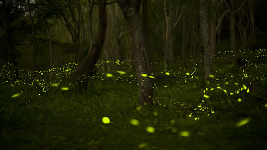 Fireflies alight. (photo © Fred Huang via the Flickr Creative Commons)