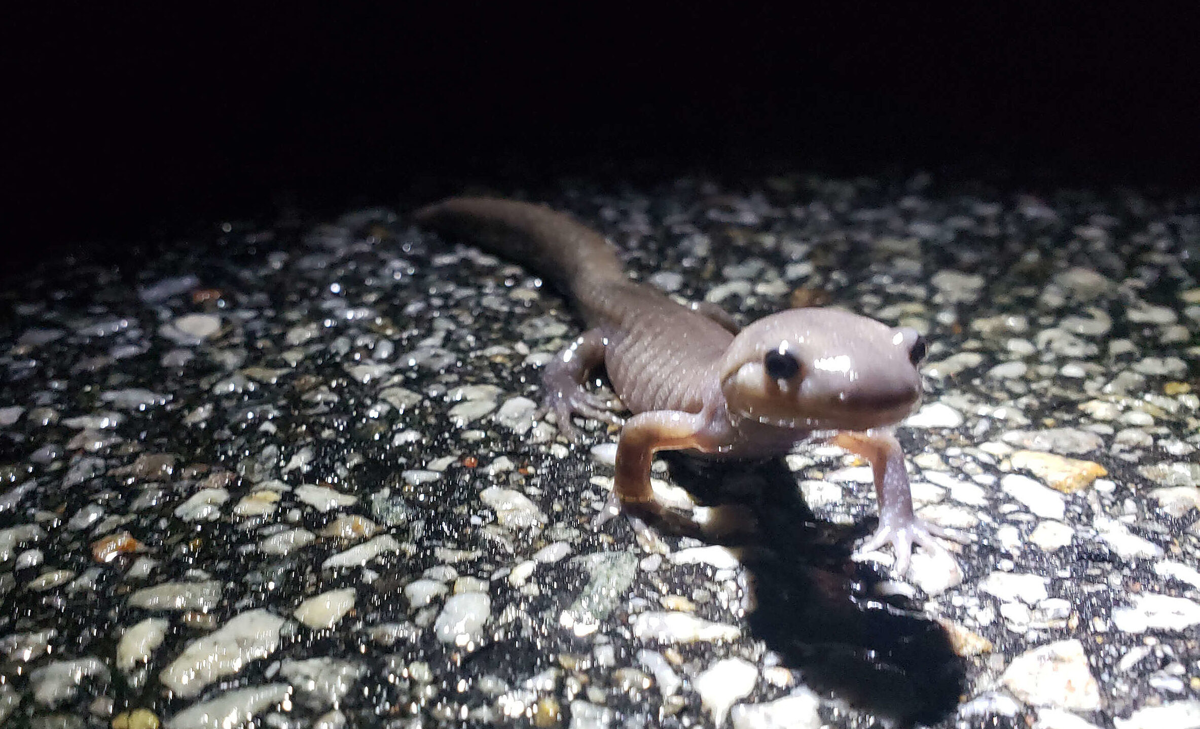 A Jefferson complex salamander on Breed Road in Harrisville. (photo © Paul & Julie Armbrust)