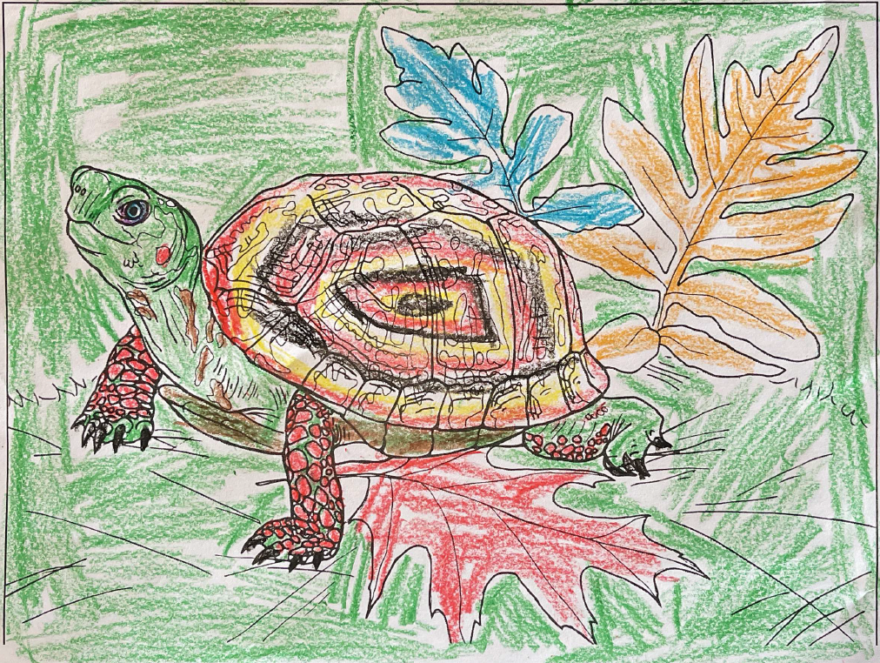 Announcing the Winners of the “Celebrate Turtles” Coloring Contest ...