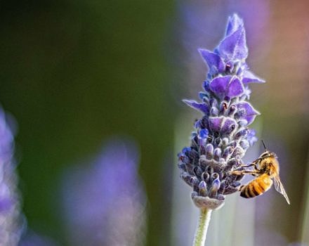 A bee on lavender (photo: Heather McKean)