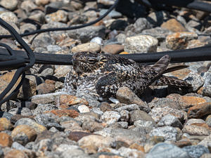 A female nighthawk, very well camouflaged against a gravel roof. (photo © Dave Hoitt)