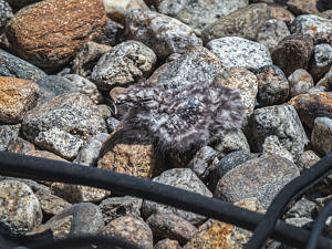 A small, somewhat fluffy nighthawk chick. (photo © Dave Hoitt)