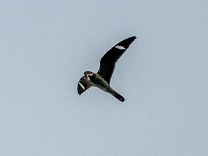 A male nighthawk in flight. (photo © Dave Hoitt)