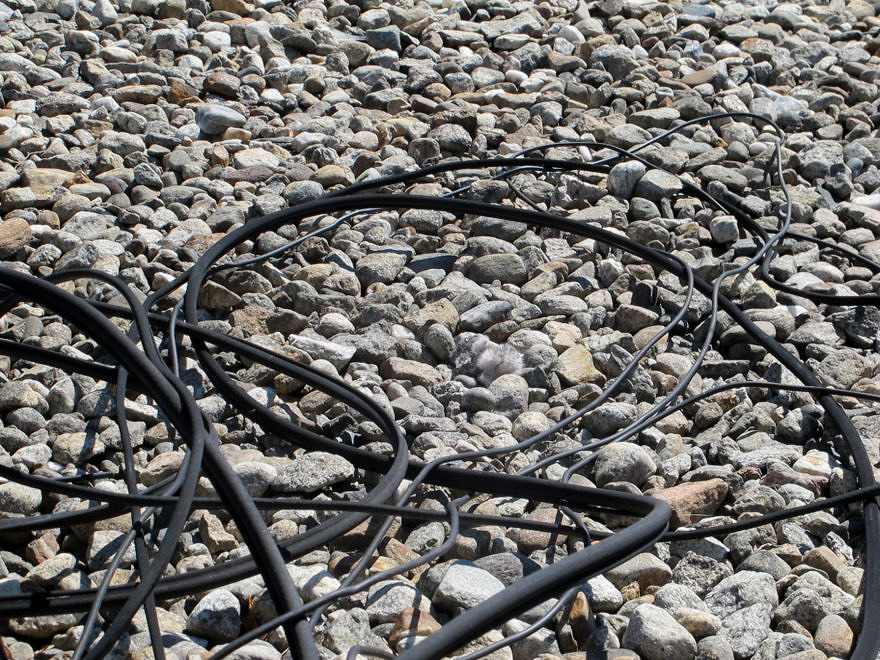 A very small, fluffy nighthawk chick, blending in with the gravel beneath it and encircled by wiring. (photo © Brett Amy Thelen)