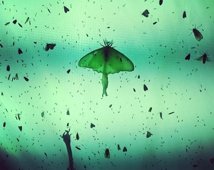 Scores of moths, silhouetted against a white sheet. (photo © Brett Amy Thelen)