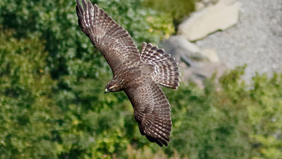 A Broad-winged Hawk in flight, as seen from above. (photo © raven.digital)