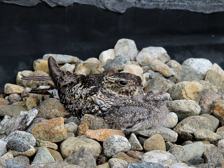 A female nighthawk and her two-week-old chick, well-camouflaged on a gravel roof. (photo © Brett Amy Thelen)
