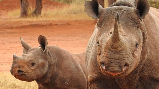 Rhinoceros seen in Tanzania during a trip with the Katie Adamson Consrevation Fund. (photo © Katie Adamson Conservation Fund)