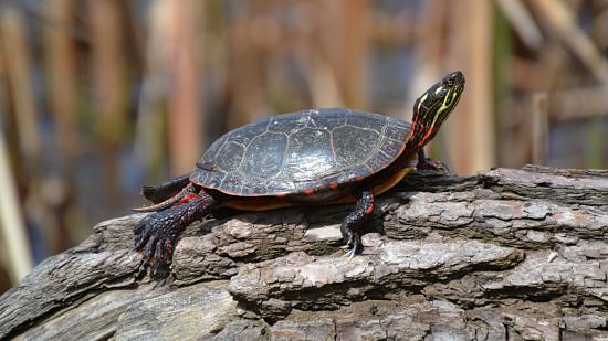 A painted turtle basks on a log. (photo © Flickr user "DaPuglet" via the Creative Commons)