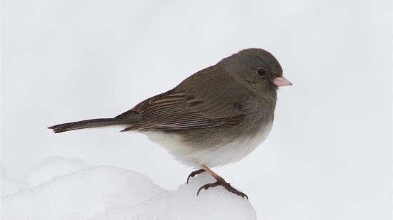 A Dark-eyed Junco standing on a snowy branch. (photo © Scott Hecker)