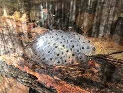 Spotted salamander eggs emerging from the still water of an April vernal pool. (photo © Brett Amy Thelen)