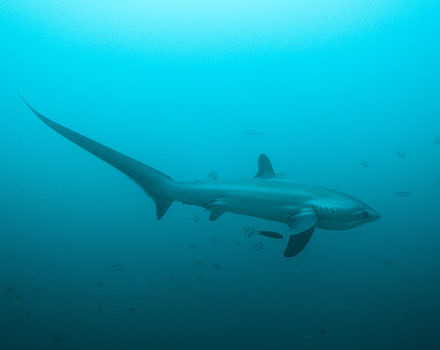 A shark with a long curved tail swims in blue-green water, surrounded by smaller fish. (photo © Klaus Stiefel via the Flickr Creative Commons)