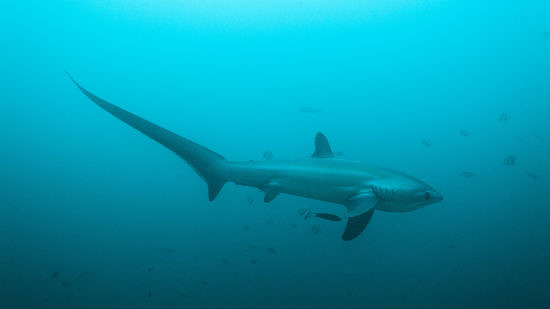A shark with a long curved tail swims in blue-green water, surrounded by smaller fish. (photo © Klaus Stiefel via the Flickr Creative Commons)