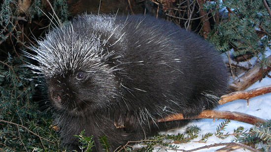 A young porcupine sits among hemlock boughs. (photo © Patti Smith)