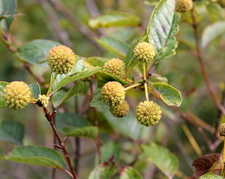 Yellow, globe-like fruits hang on thin stems on a buttonbush plant in September. (photo © Calin Darabus via the Flickr Creative Commons)