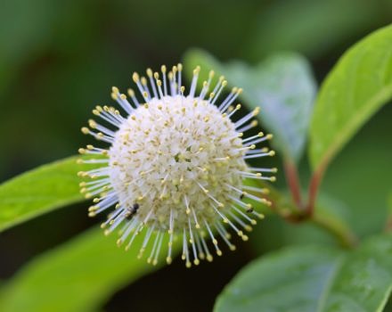 A buttonbush in bloom. (photo © Danny Barron via the Flickr Creative Commons)