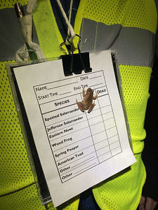 A spring peeper clings to a Salamander Crossing Brigade data form. (photo © Sarah Thomas)