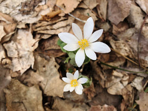 White bloodroot blossoms against a backdrop of dried leaves. (photo © Brett Amy Thelen)