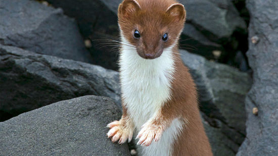 A short-tailed weasel perches among a group of large rocks. (photo © Stacy Studebaker/USFWS via the Creative Commons)