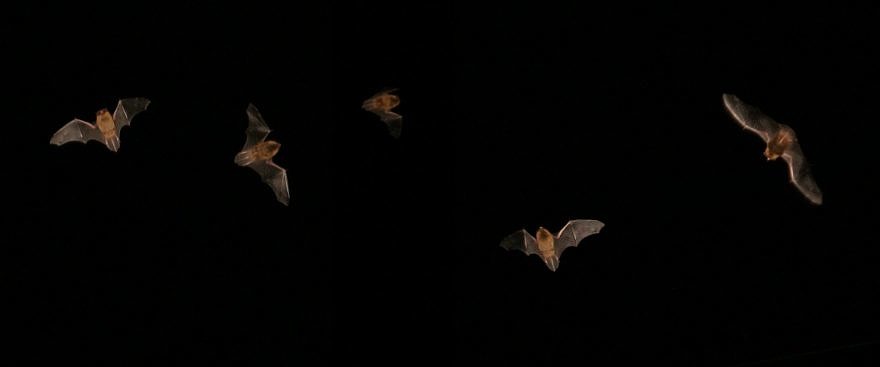 Bats in flight against a dark sky. (photo © Stuart Anthony via the Flickr Creative Commons)