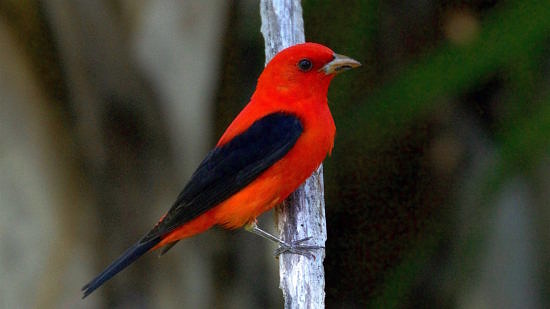 A brilliant red and black Scarlet Tanager, perched on a gray branch. (photo © Scott Hecker via the Fllickr Creative Commons)