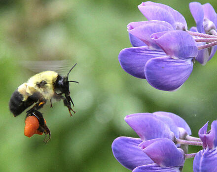 A native bumble bee with bright orange pollen baskets flies towards a purple lupine flower. (photo © Francie Von Mertens)