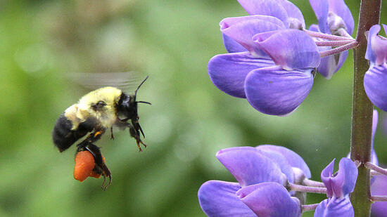 A native bumble bee with bright orange pollen baskets flies towards a purple lupine flower. (photo © Francie Von Mertens)