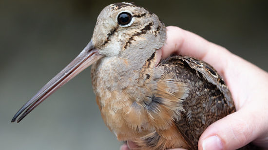 A biologist holds an American Woodcock at a bird banding station. (photo © Arlen Breiholz via the Flickr Creative Commons)