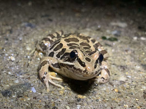 A pickerel frog sitting on a dirt road. (photo © Juniper King)
