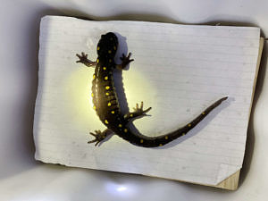 A spotted salamander inside a lightbox, with a light shining on it. (photo © Sarah Wilson)