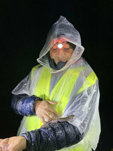 A Salamander Crossing Brigade volunteer dressed in a reflective vest and rain poncho smiles at a spotted salamander crawling up the arm of his jacket. (photo © Chandra Balakrishna)