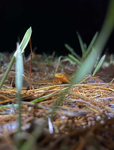 A red eft among a forest of grass and pine needles. (photo © Chandra Balakrishna)