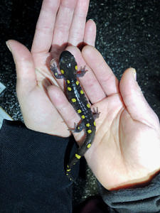 Two hands holding a spotted salamander. (photo © Brett Amy Thelen)