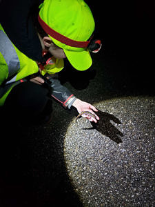 A person in a reflective hat shines a headlamp at a spotted salamander they're holding in their hand. (photo © Jim Hodge)
