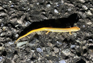 A two-lined salamander casts a shadow as it walks across a paved road. (photo © Bruce Tucker)