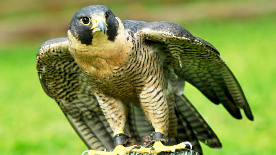 A falcon on a wooden perch. (photo courtesy of Sy Montgomery)