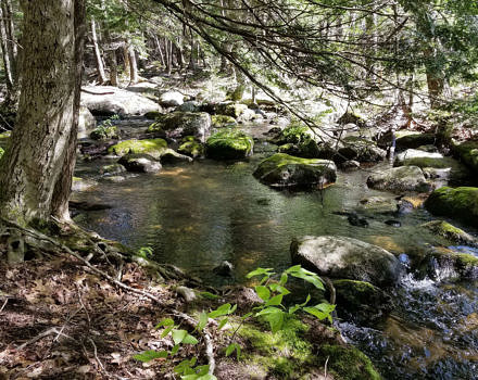 Willard Pond Brook in mid-spring. (photo © Tate Fairbank)