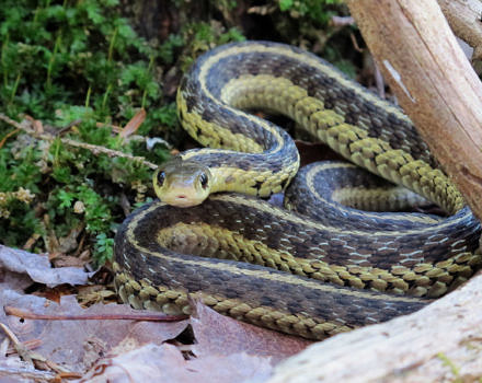 A garter snake curled up near a branch on the ground. (photo © Brett Amy Thelen)