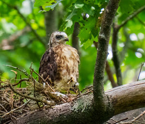 A Broad-winged Hawk chick stands up in its nest. (photo © Tom Momeyer)