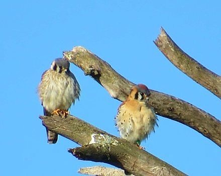 A pair of American Kestrels perches near their nest site in Hancock, NH. Note the green band on the male's leg (right) — a sign that it's run into biologists before! (photo © Meade Cadot)