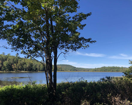 A view of MacDowell Lake, with a tree in foreground. (photo © Brett Amy Thelen)
