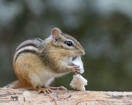 chipmunk-munching-mushroom_DonnaKeller