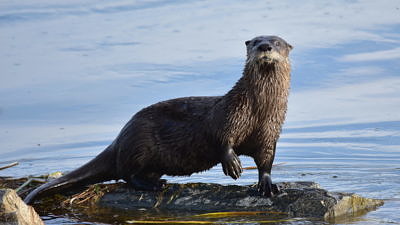 An otter perched on a rock, surrounded by open water. (photo © Tom Koerner / USFWS via the Flickr Creative Commons)
