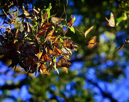 A dense cluster of butterflies hanging from a tree branch during a winter roost. (photo © Yani Dubin via the Flickr Creative Commons)