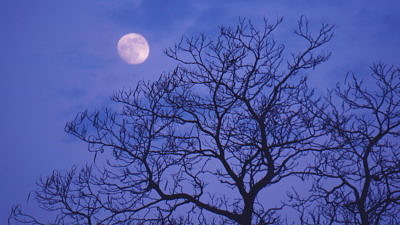 A full moon rising over the silhouette of a bare-branched tree. (photo © Rachel Kramer via the Flickr Creative Commons)