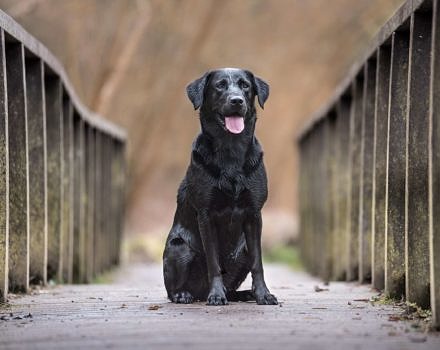 labrador dog sitting on wooden walkway_(c)ben-hanson