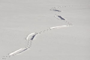 Otter tracks in the snow. (photo © Tom Koerner / USFWS via the Flickr Creative Commons)