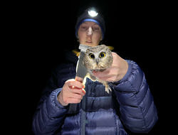 An owl bander uses a metal ruler to measure the wing chord of a saw-whet owl. (photo © Brett Amy Thelen)